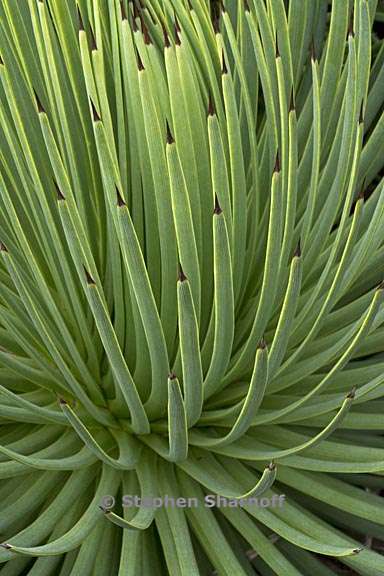 agave stricta 2 graphic